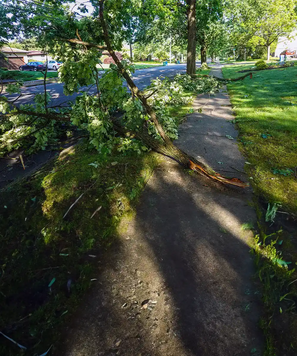 Tree Debris Removal